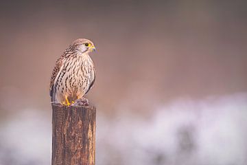 Kestrel with field mouse