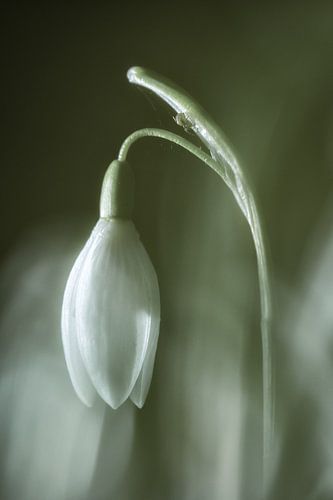 Snowdrop
