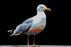 Goéland argenté, Oiseau