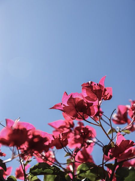 Bougainvillea Bliss by Shot by Clint