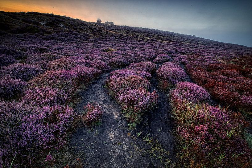 Heather in the mist in the Schoorl Dunes #12 by peterheinspictures