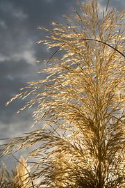 Golden pampas grass, clouds and sunlight 6 by Adriana Mueller