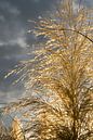 Goldenes Pampasgras, Wolken und Sonnenlicht 6 von Adriana Mueller Miniaturansicht