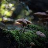 Morning mushrooms van Jessica Van Wynsberge