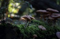 Morning mushrooms von Jessica Van Wynsberge Miniaturansicht