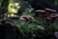 Morning mushrooms