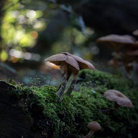 Morning mushrooms von Jessica Van Wynsberge