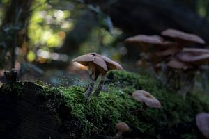 Morning mushrooms sur Jessica Van Wynsberge