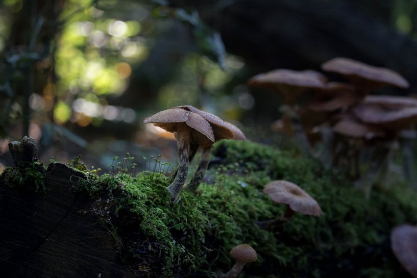 Morning mushrooms von Jessica Van Wynsberge