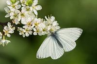 Cabbage white on beautiful white spring blossom.