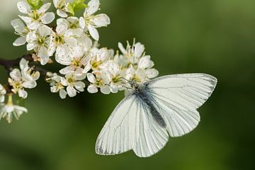 Blanc de chou sur une belle fleur blanche de printemps. sur Priscilla Lecomte