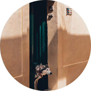 Husky hond in deuropening Malta van Dayenne van Peperstraten