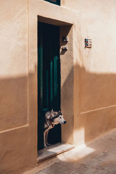 Husky dog in doorway Malta by Dayenne van Peperstraten