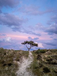 Le petit arbre de Hee