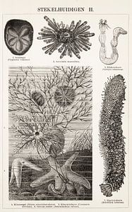 Antieke gravure Stekelhuidigen II van Studio Wunderkammer