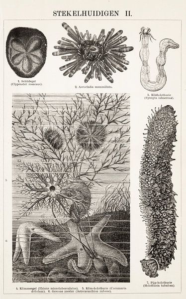 Gravure ancienne raies II par Studio Wunderkammer