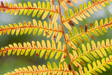 Autumn colours in a fern leaf by Ron Poot