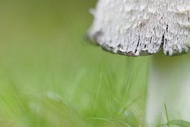 Die Unterseite eines Tintenfischs von Astrid Brouwers