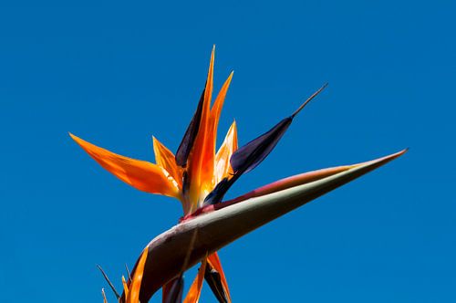 strelitzia reginae, fleur de l'oiseau de paradis