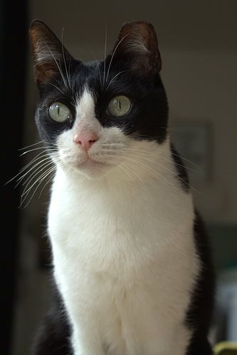 Portret Spaanse straatkat