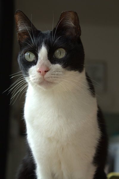 Portrait Spanish alley cat by LM fotografie