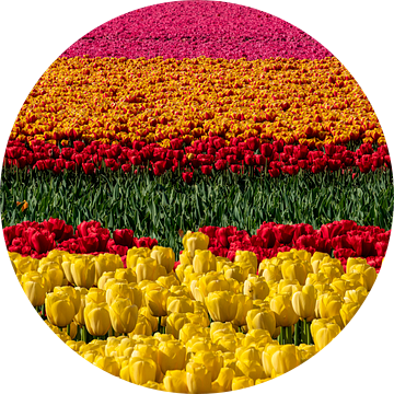 Tulpenbloem Holland van Achim Thomae