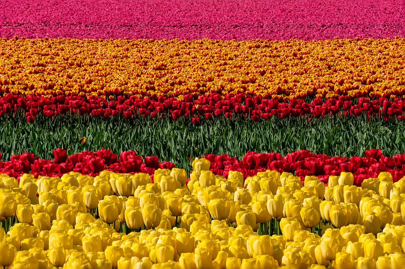 Fleur de tulipe Hollande par Achim Thomae