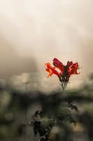 Rode bloem bij zonsondergang