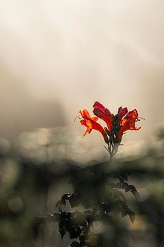 Rode bloem bij zonsondergang
