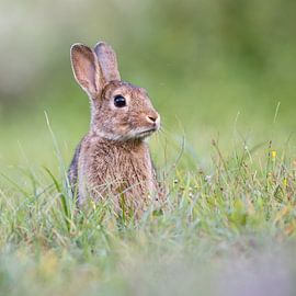 rabbit by Pim Leijen