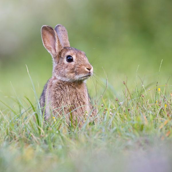 Lapin doux par Pim Leijen