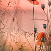 klaproos / poppy van Jaco Verheul