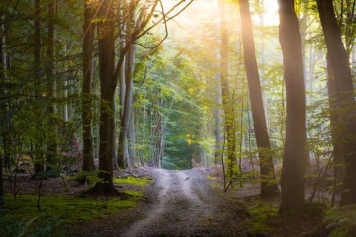 Waldweg auf Insel Rügen