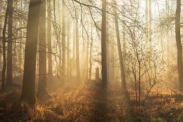 The golden hour by René Jonkhout