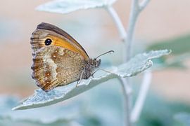 Orange sand-eye - Pyronia tithonus - Gatekeeper by Rick Willemsen