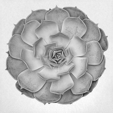 Graptoveria succulente B&W 005 sur Pictufy Studio III