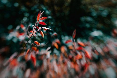 Lebendige Meisterschaft