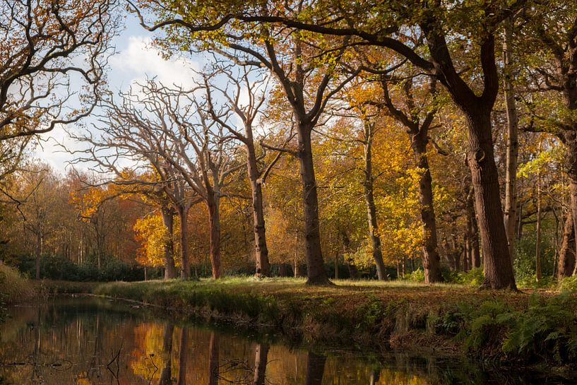 Laubfall im Herbst von Mario Lere