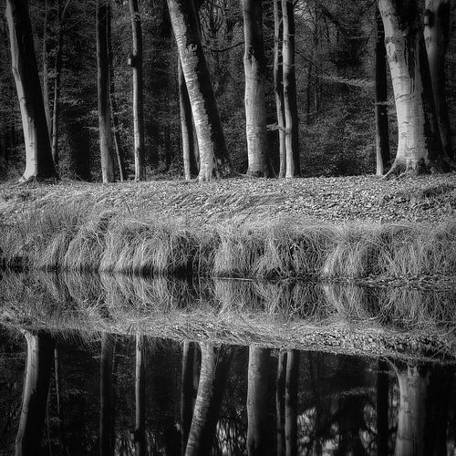 repeterende bomen rij Eerde