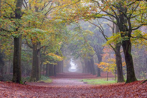 Herfstkleuren Boslaan Bergen op Zoom van Jan Poppe