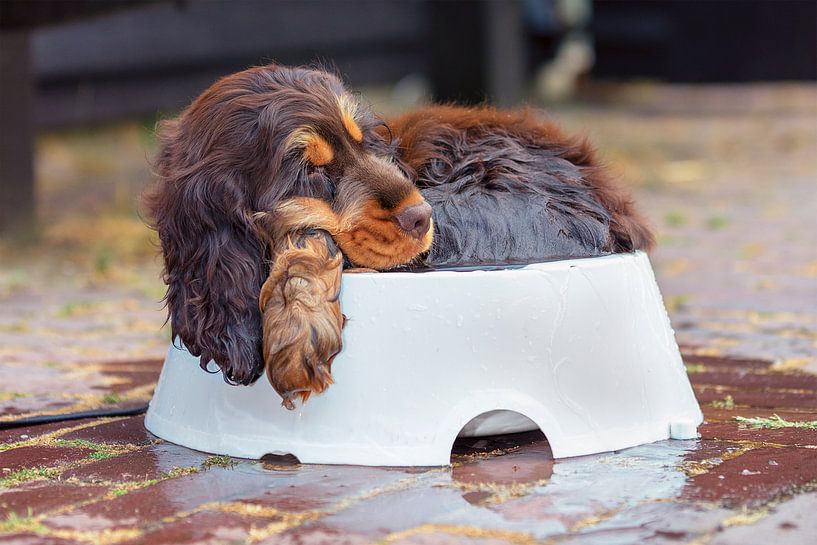 Un chiot est fatigué par Angelique Niehorster