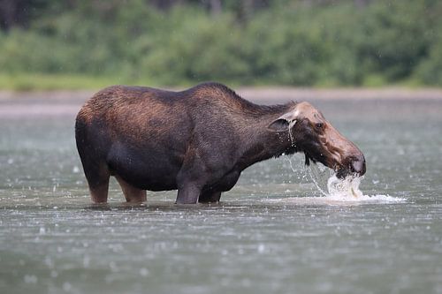 Elandkoe die waterplanten eet in het Glacier Nationaal Park in Montana, VS