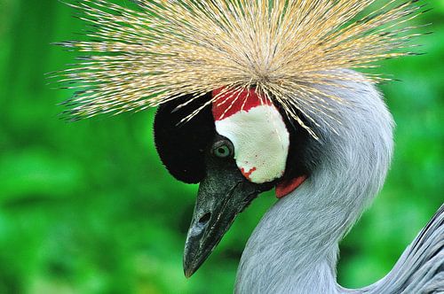 Crowned crane bird.