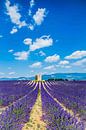 lavendelveld in de Provence 02 by eric t'kindt thumbnail
