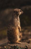 Meerkat on the lookout