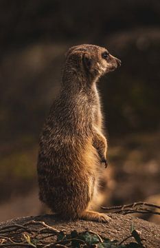 Erdmännchen auf der Suche von Daniëlle Langelaar Photography