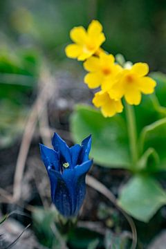 blauer Enzian mit gelber Blume von Leo Schindzielorz