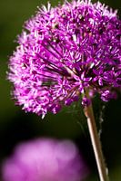 Paarse bloem