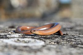 Pootloos gekronkel by Elias Vercruysse