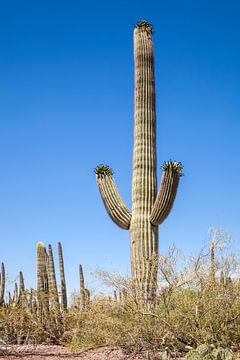 ARIZONA Saguaro Kaktus  von Melanie Viola